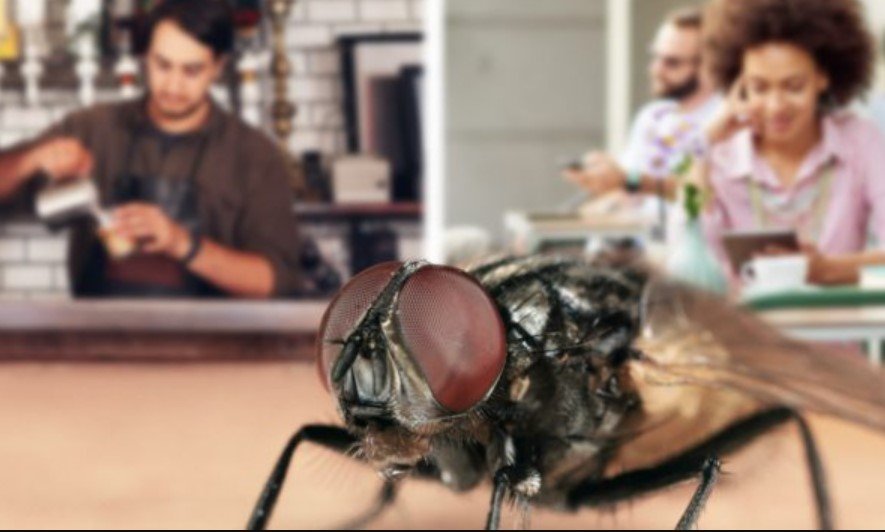 Top Benefits of Professional Commercial Fly Control for Businesses Commercial Fly Control